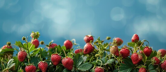 Aufkleber - A garden bed full of ripe strawberries with a blue sky in the background ideal for a copy space image
