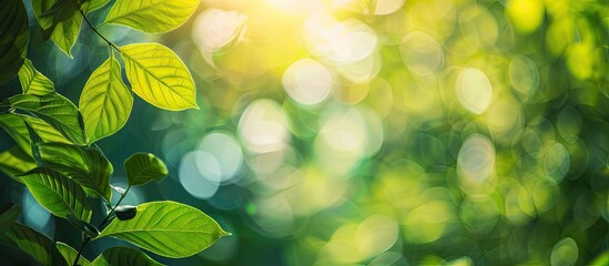 Wall Mural - Copy space image with sunlight filtering through natural green leaves on a blurred greenery background in a garden