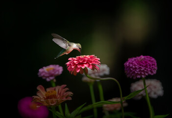 Wall Mural - hummingbird on flower