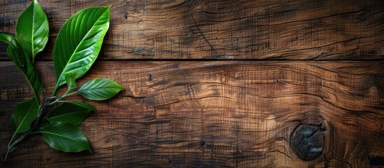 Poster - Top down perspective of vintage wooden board with rustic appearance adorned with a lush green leaf suitable for a copy space image
