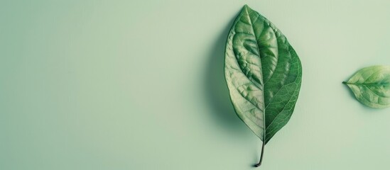Poster - Minimal concept featuring a creatively arranged green leaf on a soft pastel background with copy space image