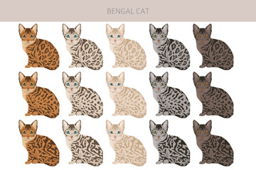 Bengal Cat clipart. All coat colors set.  All cat breeds characteristics infographic. Vector illustration