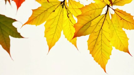Wall Mural - autumnal leaves on white background. concept of autumn