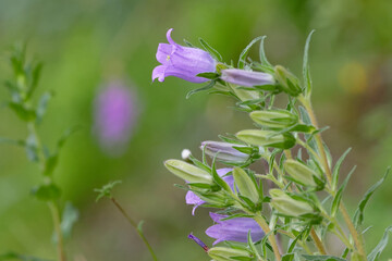 Wall Mural - campanules - Campanula 