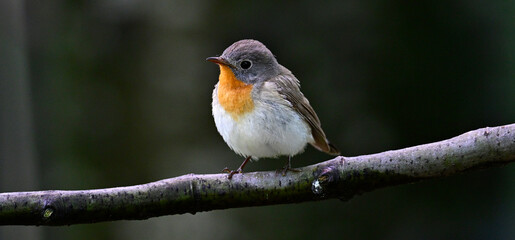 Canvas Print - Zwergschnäpper // Red-breasted flycatcher (Ficedula parva) 