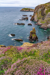 Wall Mural - Views around South Stack lighthouse with the heather blooming