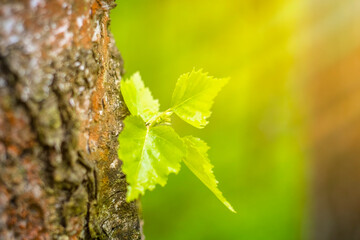 A new small green sprout on the trunk of an old tree. Background on the theme of rebirth and new life in nature.