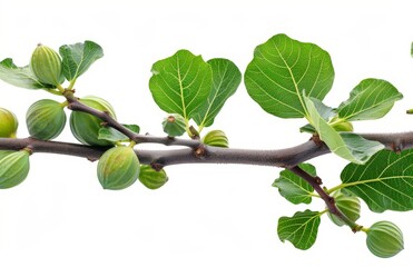 Wall Mural - Isolated on white, fig tree branch with fruits in spring