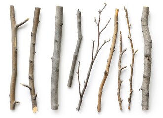 Wall Mural - Branches and twigs set isolated on a white background