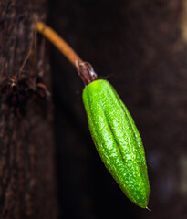 Wall Mural - Green small Cocoa pods branch with young fruit and blooming cocoa flowers grow on trees. The cocoa tree ( Theobroma cacao ) with fruits, Raw cacao tree plant fruit plantation.