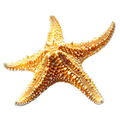 Wall Mural - [Transparent Background PNG]Starfish on white background