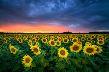 Canvas Print - Beautiful sunset over sunflowers field