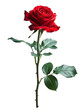 © Adobe Contributor - [Transparent Background PNG]single red rose on white background