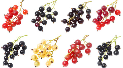 Wall Mural - Set of currants isolated on white. Bunch of redcurrant, redcurrant and white currant.