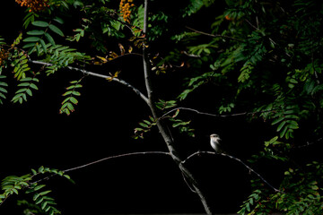 Wall Mural - The spotted flycatcher perched on rowan tree on black background (Muscicapa striata)