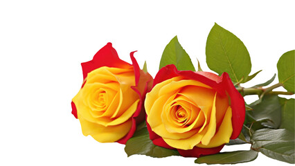 Captivating Image of Red and Yellow Beautiful Flowers of Two Roses Kept on Transparent Background. Generative AI.