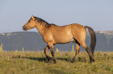 Wall Mural - Wild Horse in Summer in the Pryor Mountains Montana