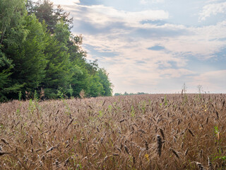 On a global scale, wheat ranks second in the volume of annual grain production.The picture shows wheat grown near a forest.