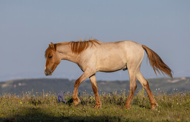 Wall Mural - Wild Horse in Summer in the Pryor Mountains Montana