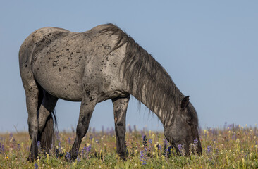 Wall Mural - Wild Horse in the Pryor Mountains Montana in Summer