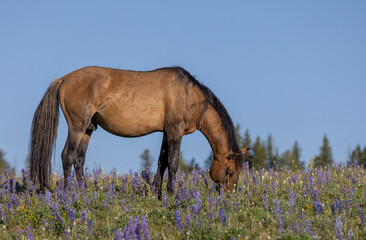 Wall Mural - Wild Horse in the Pryor Mountains Montana in Summer