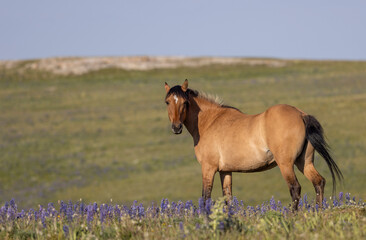 Wall Mural - Wild Horse in the Pryor Mountains Montana in Summer