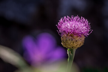 Photo of growing flowers in the garden