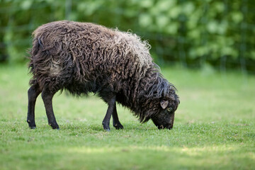 Wall Mural - Brown female ouessant sheep grazes on meadow