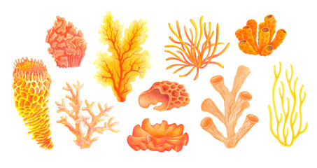 Watercolor set of corals. Underwater life. Marine plants isolated on white background for water entertainment places, parks, beaches design. Underwater flora hand painted cartoon style illustration