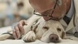 © Fay Melronna  - A veterinarian gently comforting and kissing a dog on the head during a clinic visit, showing compassion and care.
