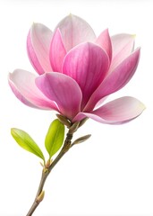 Wall Mural - Pink magnolia flower isolated on white background with full depth of field