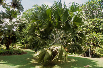 Medemia bismarcki , medemia nobillis, Palmier de Bismarck, Madagascar