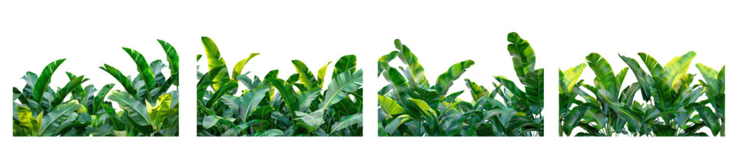 Wall Mural - Tropical plant leaves, maybe banana, isolated on white. Horizontal row, tips up. Bright green with hint of yellow at edges