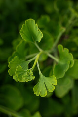 Sticker - Fresh green leaves of ginkgo biloba.