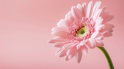 Poster - Soft pink petals of a lovely flower against a pink backdrop