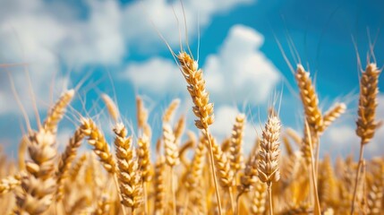 Field of wheat under blue sky