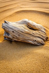 Canvas Print - Driftwood piece on golden sand.