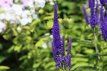 Poster - Sweden. Veronica spicata (spiked speedwell; syn. Pseudolysimachion spicatum) is a species of flowering plant in the family Plantaginaceae. 