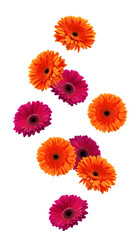 Poster - Falling Gerbera, daisy flower, isolated on white background, full depth of field