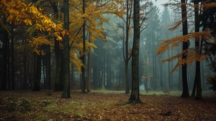 Canvas Print - A forest with trees in the background and a small fire in the middle