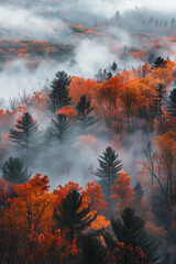 Poster - Photo of misty mornings and colorful forests in autumn