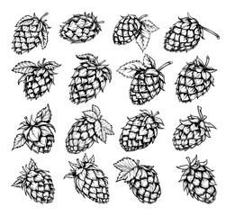 Wall Mural - Hop Cones with and without Leaves Engraving Style Icons Set Vintage Botanical Illustrations Beer Brewing Ingredients Graphic Design Elements