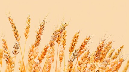 Poster - Organic Wheat Pods With Seeds in Horizontal Layout for Text Placement