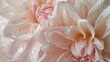 © javier - Soft-focus petals in shades of blush and ivory arranged in a serene garden backdrop