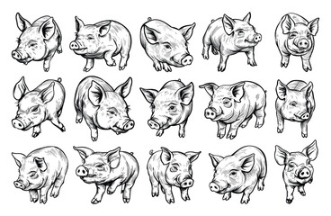 Sticker - Piggies Hand Drawn Line Vector Isolated Doodle Style Icons Line Sketch Crisp Contours White Background Farm Animals Illustration Simple Artistic Design