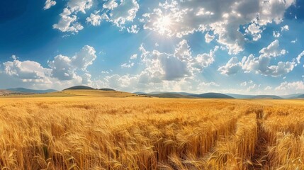 Wall Mural - Golden wheat field under a bright blue sky with fluffy clouds, perfect for nature and landscape photography. Vibrant colors, wide-open space, 