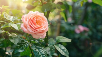 Sticker - Pink rose flower on blurred green leaves background space for text