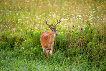 Canvas Print - White-tailed deer buck in an open meadow