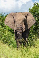 Wall Mural - Elephants in Hluhluwe Imfolozi game reserve Africa, Family of Elephants , Elephants taking a bath in a water poolwith mud, eating green grass. African Elephants in landscape, green Africa