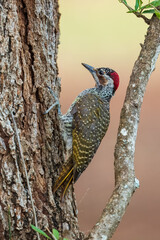 Wall Mural - Bennett's woodpecker in Kruger national park, South Africa ; Specie Campethera bennettii family of picidae
